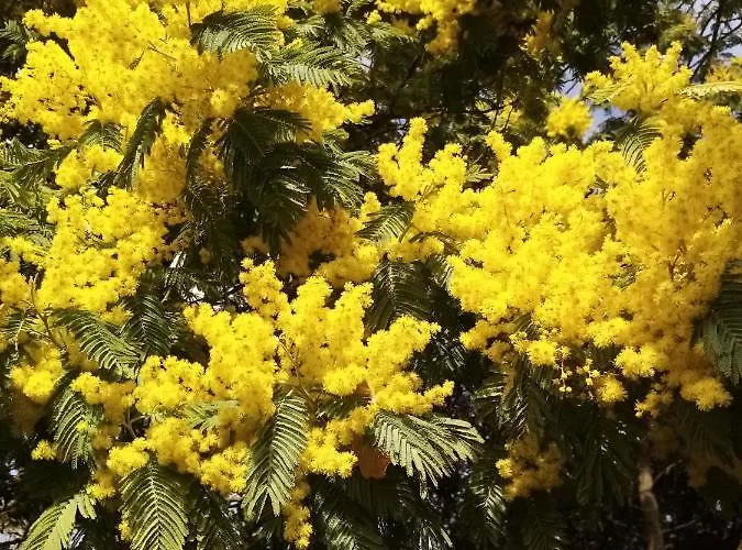 Sous les mimosas