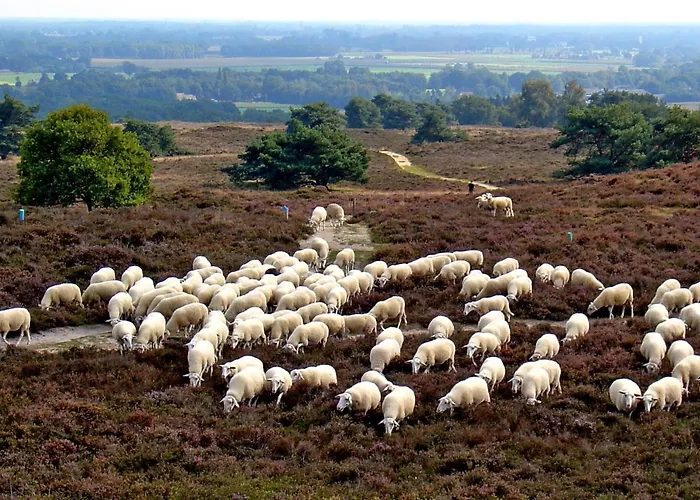 Het Uilennest Bed and Breakfast Exloo