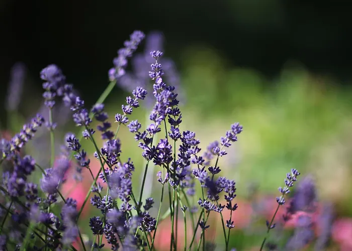 Hotel Diana Garni Malente
