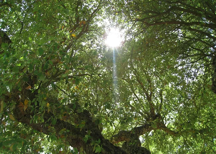 Monte Das Faias Cork Farm Hotel Grândola