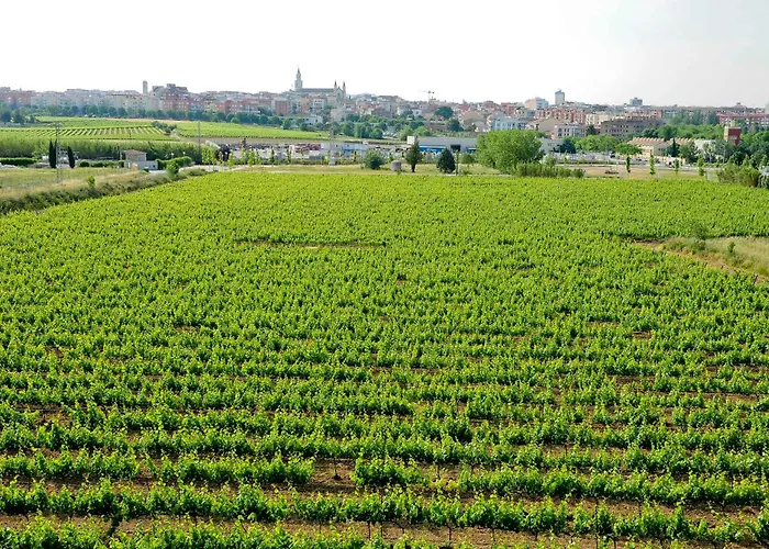 Mastinell Cava & Boutique Hotel By Olivia Hotels Collection Vilafranca del Penedès
