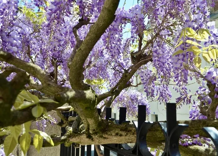 Bed and Breakfast Wisteria à Fontainebleau