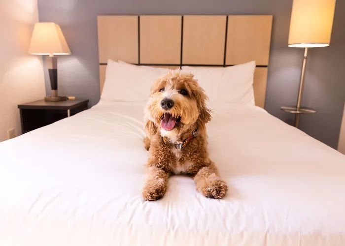 Sonesta Simply Suites Atlanta Gwinnett Place Duluth
