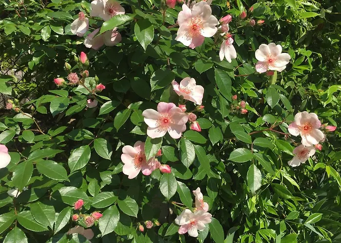 Guesthouse Flora
